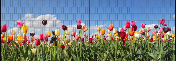 Motiv Tulpen - Panorama XL Sichtschutzstreifen für Doppelstabmattenzaun